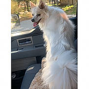 Chewy joined the competition — help win amazing prizes! animal, autumn, car_interior, dog, fluffy_fur, happy_dog, house, nature, outdoor_view, passenger_seat, pet, road_trip, side_view, sunlight, tongue_out, travel, trees, vehicle, white_dog, window