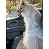 animal, autumn, car_interior, dog, fluffy_fur, happy_dog, house, nature, outdoor_view, passenger_seat, pet, road_trip, side_view, sunlight, tongue_out, travel, trees, vehicle, white_dog, window