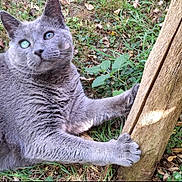 Taki a rejoint le concours — aidez-le/la à gagner de superbes lots ! animal, blue_eyes, cat, clawing, close_up, curious, ears, fur, grass, gray_cat, ground, mammal, nature, outdoor, paws, pet, playful, scratching, whiskers, wooden_post