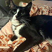 Zero is registered to the contest to win money with this photo: cat, black_and_white, pet, collar, bed, blanket, floral_pattern, indoor, feline, whiskers, paw, cute, domestic_animal, resting, closeup, fur, animal, cute_pet, relaxed, sleepy