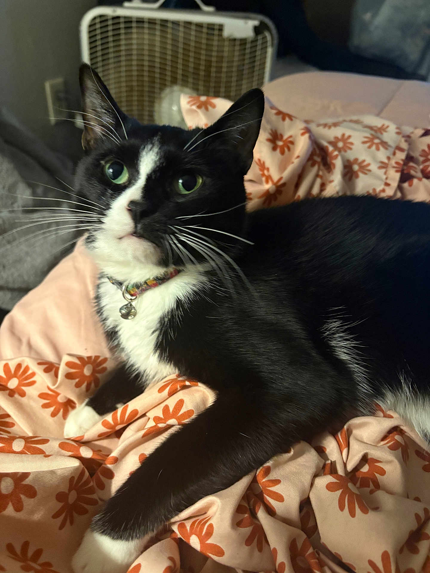 Zero is registered to the contest to win money with this photo: cat, black_and_white, pet, collar, bed, blanket, floral_pattern, indoor, feline, whiskers, paw, cute, domestic_animal, resting, closeup, fur, animal, cute_pet, relaxed, sleepy