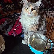 Bella joined the competition — help win amazing prizes! animal, blanket, cage, cat, close_up, companion_animal, cozy, domestic, feline, floor, fur, household, indoors, metal_bars, multi_colored, pet, resting, water_bowl, whiskers, yellow_eyes