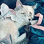 cat, sleeping, lace_collar, pink_ribbon, fur, tail, blanket, fabric, cozy, resting, pet, animal, cute, domestic_cat, close_up, indoor, relaxing, soft_texture, whiskers, face