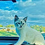kitten, cat, white_cat, animal, pet, dashboard, car, window, sky, clouds, trees, road, outdoor, nature, greenery, curious, young_cat, animal_face, blue_sky, daytime