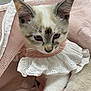 Sylvie is registered to the contest to win money with this photo: kitten, cat, pet, animal, feline, cute, lace, collar, pink, fabric, basket, whiskers, ears, blue_eyes, indoor, soft, young, fur, portrait, closeup