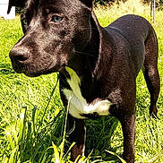 Raven a rejoint le concours — aidez-le/la à gagner de superbes lots ! animal, backyard, blue_eyes, brown_dog, dog, fence, floppy_ears, grass, outdoors, pet, portrait, puppy, short_hair, standing, sunlight, tall_grass, trees, utility_pole, vertical_photo, white_chest