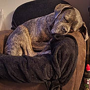 Niack a rejoint le concours — aidez-le/la à gagner de superbes lots ! animal, armchair, blanket, brindle_dog, brown, canine, chair, cozy, curled_up, dog, floppy_ears, furniture, home, indoors, pet, portrait, relaxed, resting, sleeping, sleepy