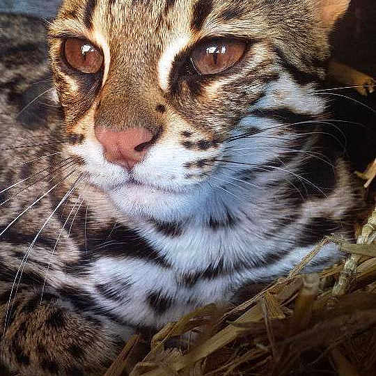 Leonidas