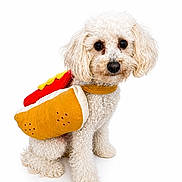 Blake is registered to the contest to win money with this photo: dog, white_dog, curly_fur, costume, hot_dog_costume, pet, animal, cute, studio_photo, portrait, sitting, small_dog, fluffy, playful, funny, looking_at_camera, isolated, white_background, adorable, domestic_animal