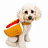 dog, white_dog, curly_fur, costume, hot_dog_costume, pet, animal, cute, studio_photo, portrait, sitting, small_dog, fluffy, playful, funny, looking_at_camera, isolated, white_background, adorable, domestic_animal