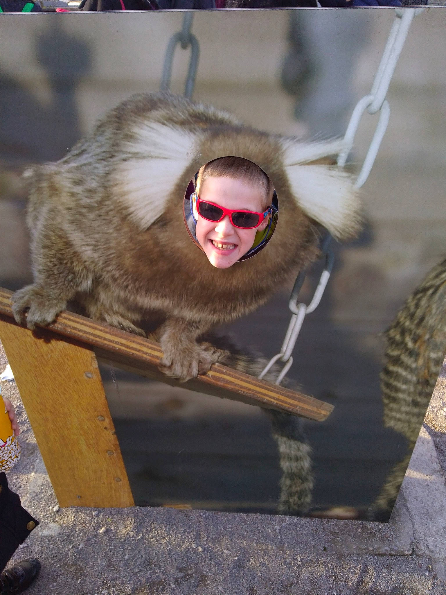 Mathéo a rejoint le concours — aidez-le/la à gagner de superbes lots ! fur, glasses, japanese_macaque, joy, macaque, new_world_monkey, old_world_monkey, person, primate, wildlife