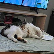 Nala participe au concours pour gagner de l'argent avec cette photo : cat, sleeping, paw, bedspread, pattern, table, tv, indoor, furniture, collectibles, box, pokemon, trading_card_game, relaxing, cozy, fur, white, brown, black, pet