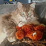 Bandit a rejoint le concours — aidez-le/la à gagner de superbes lots ! adorable, animal, cat, close_up, comfort, cozy, cute, feline, fluffy_fur, green_eyes, home, indoor, pet, plush_toy, relaxed, resting, soft_texture, sunlight, teddy_bear, warm_light