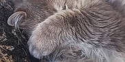 Bandit a rejoint le concours — aidez-le/la à gagner de superbes lots ! animal, blanket, cat, closeup, covering_face, cozy, cute, fluffy, fur, furry, indoor, nap, paw, pet, relaxing, resting, sleeping, soft, texture, whiskers