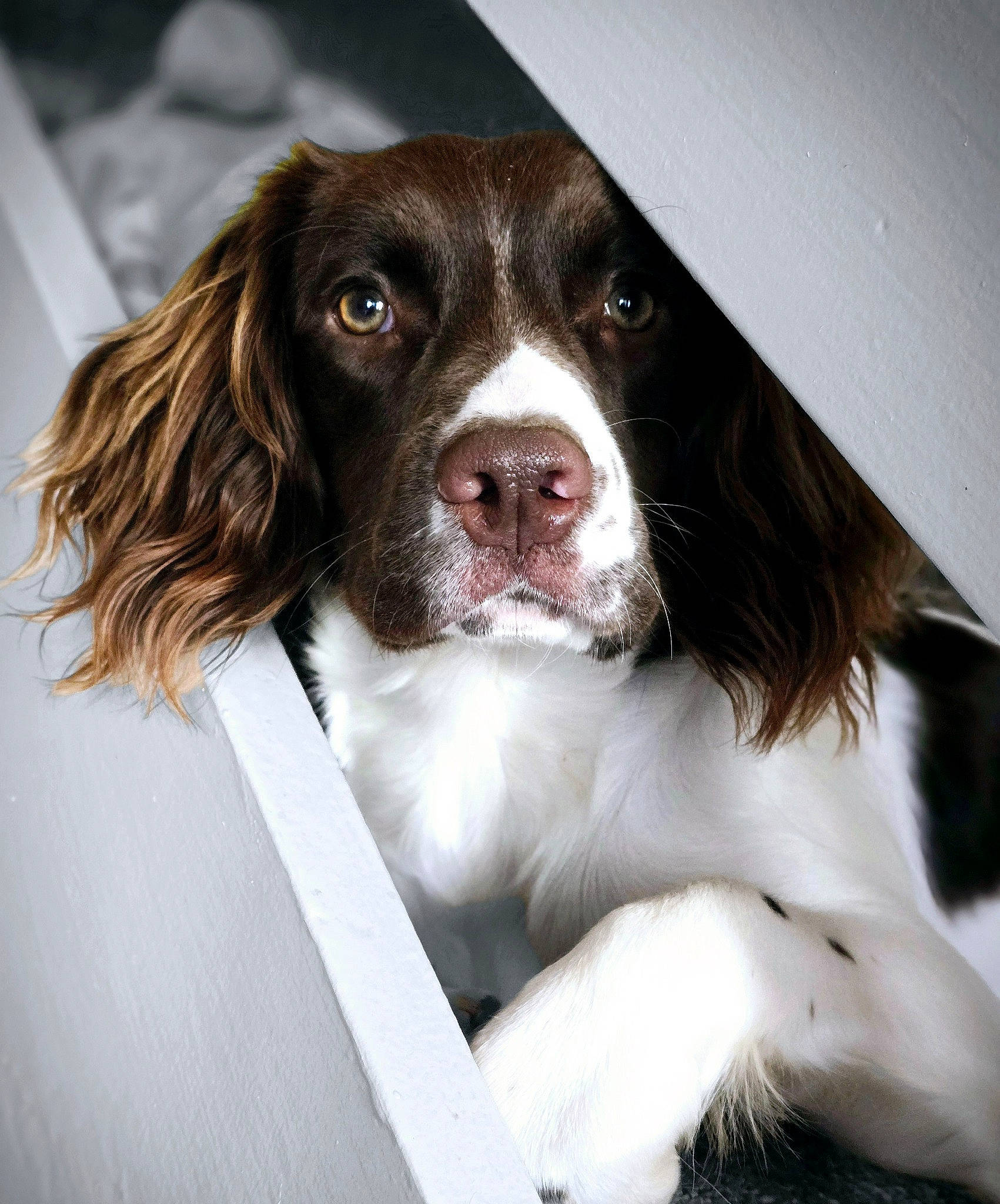 Nala-jaye joined the competition — help win amazing prizes! canidae, carnivore, companion_dog, dog, dog_breed, door, fur, gun_dog, liver, snout, spaniel, sporting_group, whiskers, working_animal