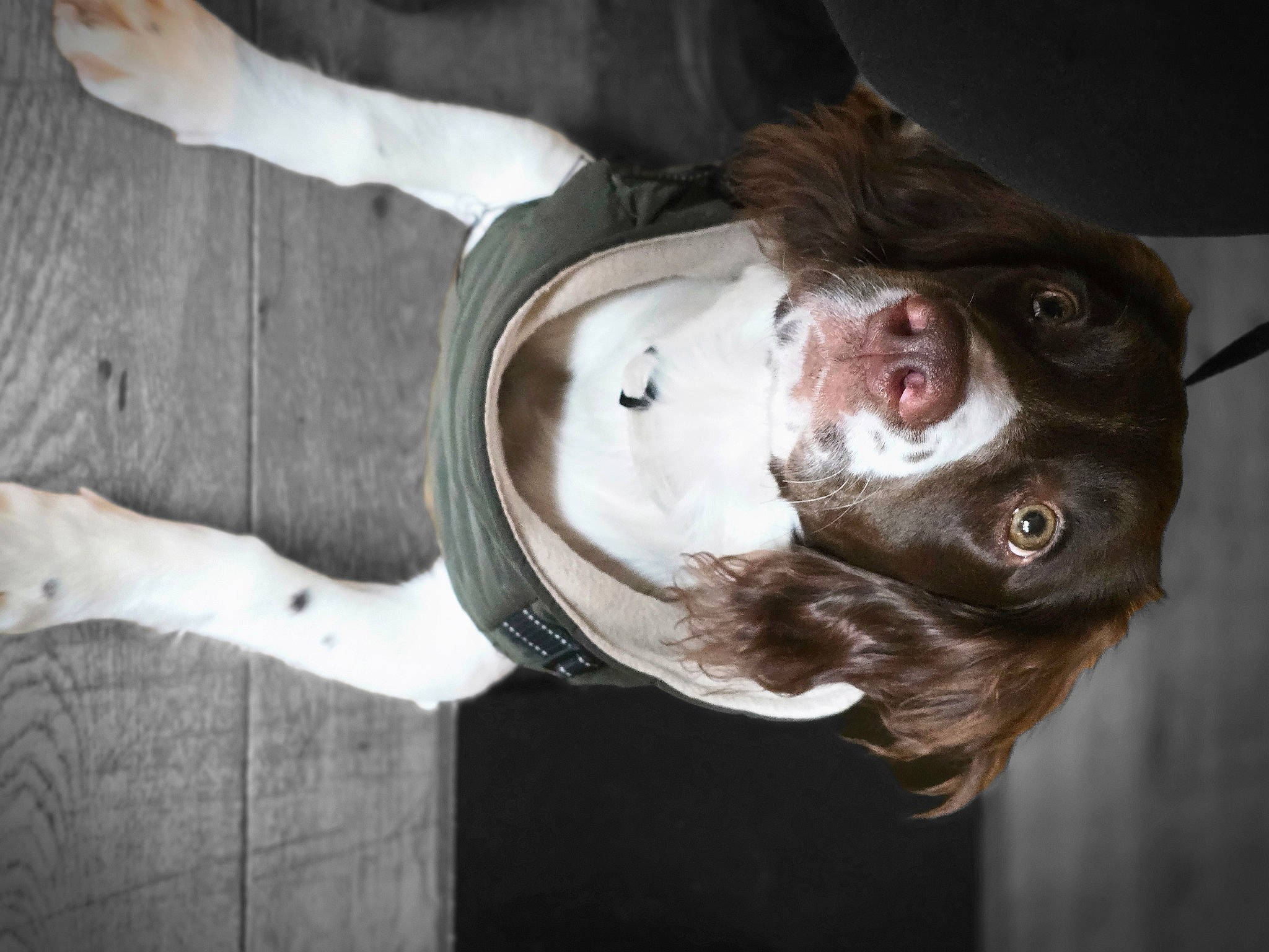 Nala-jaye joined the competition — help win amazing prizes! canidae, carnivore, companion_dog, dog, dog_breed, ear, eyewear, fawn, fish, fur, jaw, liver, mammal, pug, snout, sporting_group, vertebrate, whiskers, working_animal, wrinkle