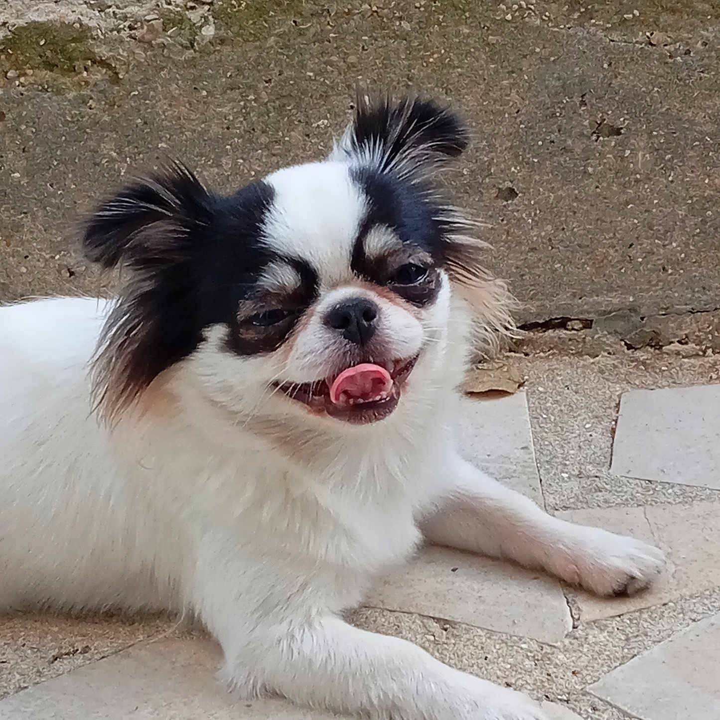 Luna a rejoint le concours — aidez-le/la à gagner de superbes lots ! animal, black_patches, canine, close_up, cute, dog, ears, face, fur, happy, lying_down, outdoor, paw, pet, resting, small_dog, smiling, tile_floor, tongue_out, white_fur
