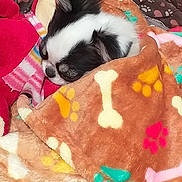 Luna participe au concours pour gagner de l'argent avec cette photo : dog, puppy, sleeping, blanket, paw_prints, bones, cozy, cute, fur, pet, indoor, rest, comfort, snuggled, soft, animal, small_dog, black_and_white, plush, relaxation