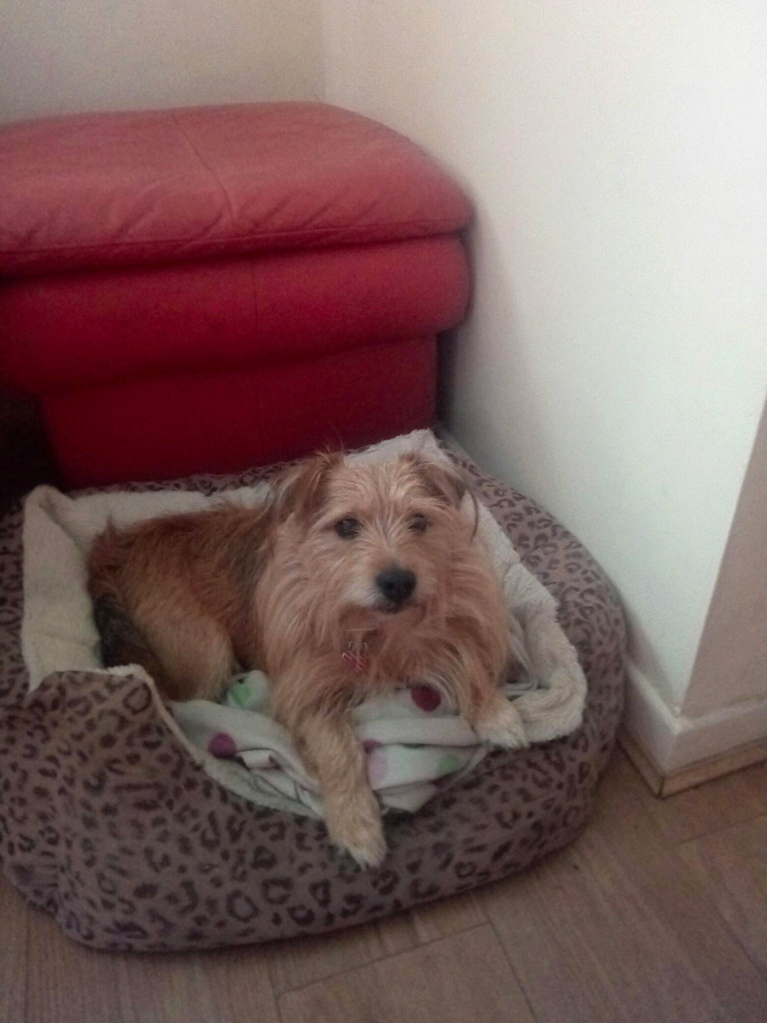 Kip is registered to the contest to win money with this photo: canidae, carnivore, comfort, companion_dog, dog, dog_bed, dog_breed, dog_supply, flooring, fur, hardwood, pet_supply, small_terrier, snout, sporting_group, terrier, toy, toy_dog, wood, working_animal