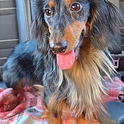Balto participe au concours pour gagner de l'argent avec cette photo : dog, dachshund, long_haired, tongue_out, pet, portrait, close_up, car_seat, blanket, paws, fur, nose, eyes, sitting, backseat, vehicle_interior, happy, brown_black_coat, muzzle, whiskers