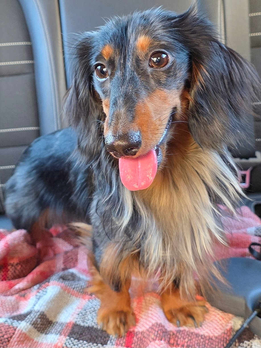 Balto participe au concours pour gagner de l'argent avec cette photo : dog, dachshund, long_haired, tongue_out, pet, portrait, close_up, car_seat, blanket, paws, fur, nose, eyes, sitting, backseat, vehicle_interior, happy, brown_black_coat, muzzle, whiskers