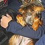 Balto a rejoint le concours — aidez-le/la à gagner de superbes lots ! dog, dachshund, long_hair, pet, lap, human_arm, hand, blanket, couch, indoor, fur, paw, belly, eyes, nose, portrait, cuddling, sweatshirt, relaxed, flash