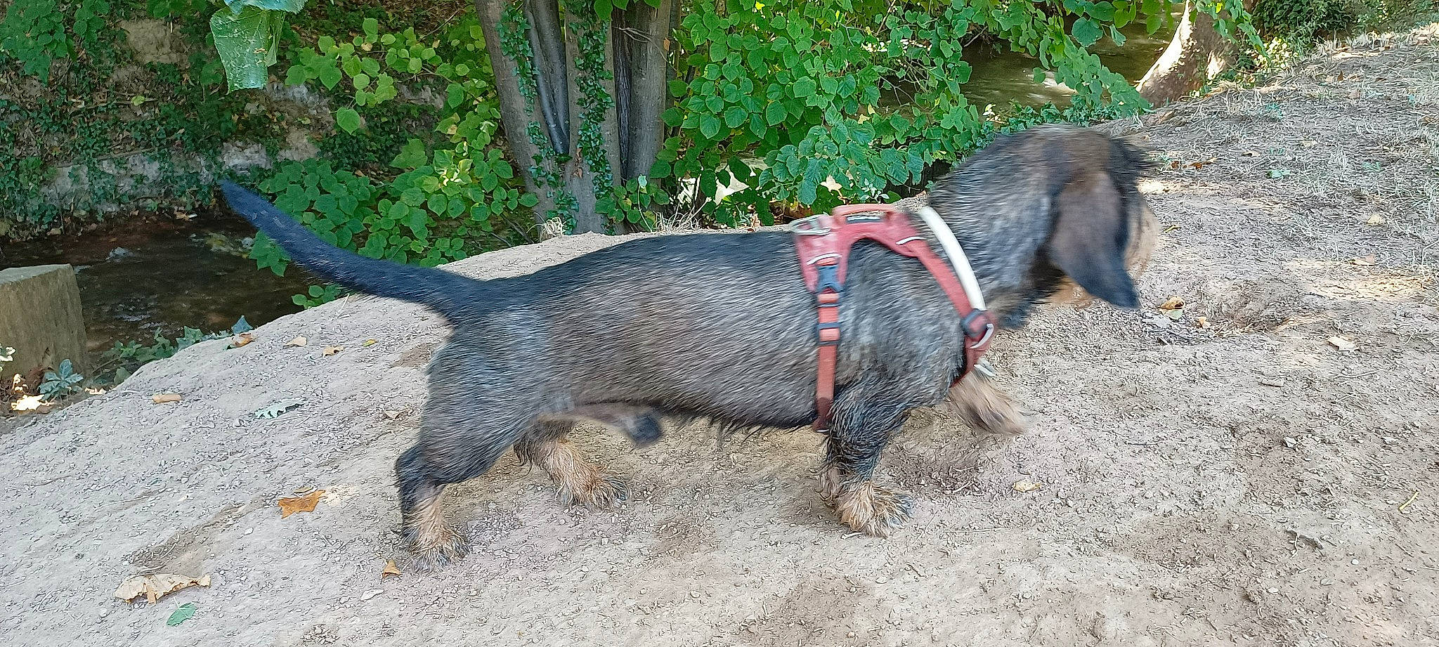 Mingus participe au concours pour gagner de l'argent avec cette photo : canidae, carnivore, collar, dog, dog_breed, dog_collar, dog_supply, leash, pet_supply, plant, road_surface, sporting_group, tail, terrestrial_animal, working_animal