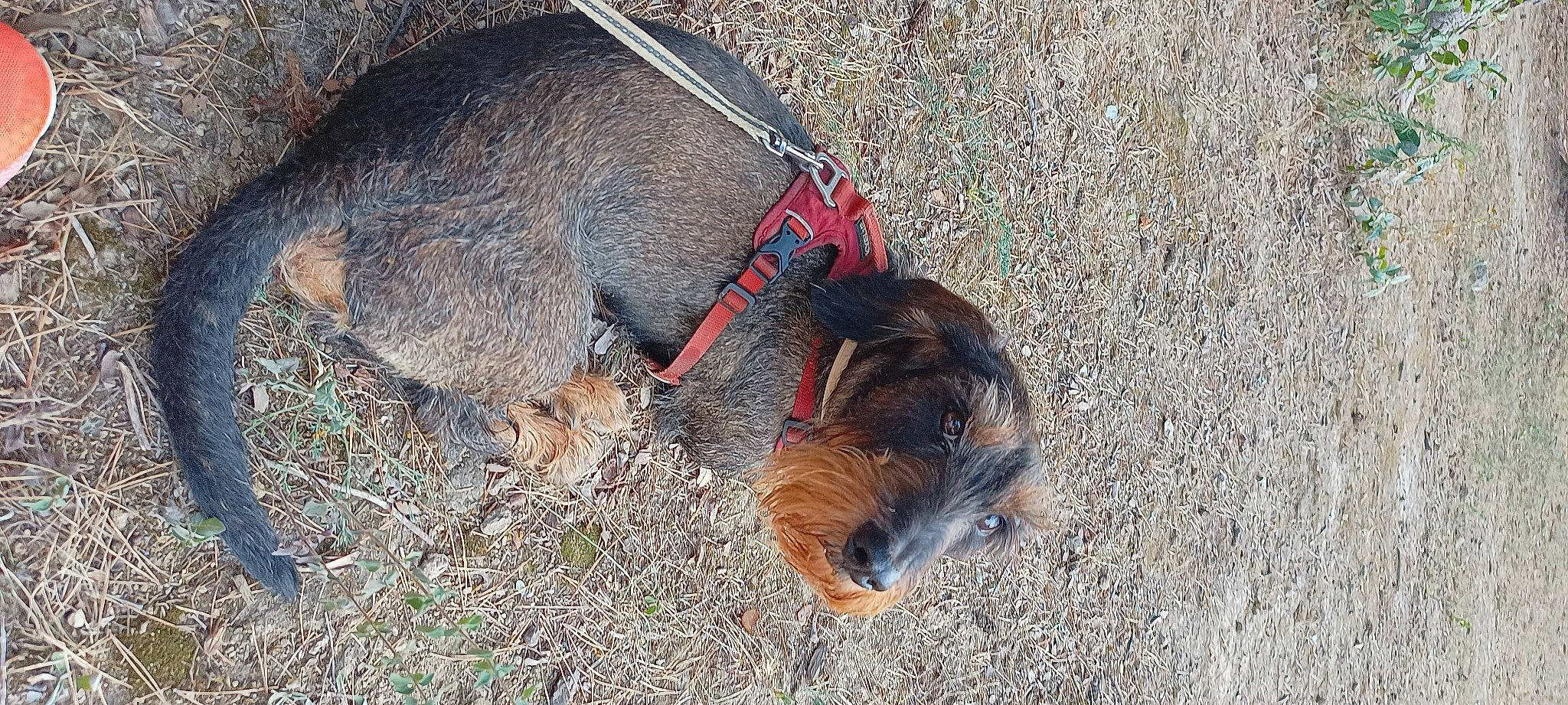 Mingus a rejoint le concours — aidez-le/la à gagner de superbes lots ! canidae, carnivore, collar, companion_dog, dog, dog_breed, dog_collar, dog_supply, fashion_accessory, fawn, fur, leash, liver, pet_supply, snout, sporting_group, tail, terrestrial_animal, terrier, working_animal