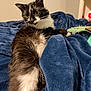 Dewberry joined the competition — help win amazing prizes! animal, bedroom, black_and_white, blanket, blue, cat, cozy, curious, domestic_animal, feline, fluffy_fur, fur, furniture, guitar, indoor, pet, relaxed, resting, soft_texture, whiskers