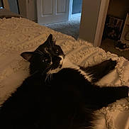 Dewberry joined the competition — help win amazing prizes! animal, bed, black_and_white, blanket, cat, comfort, cozy, domestic, feline, fur, home, indoor, lying_down, pet, relaxed, resting, room, soft_lighting, texture, whiskers