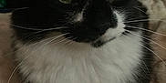 Dewberry is registered to the contest to win money with this photo: animal, black_and_white, calm, cat, close_up, cozy, cute, domestic_cat, face, feline, fur, green_eyes, indoor, mammal, pet, portrait, resting, soft_blanket, whiskers