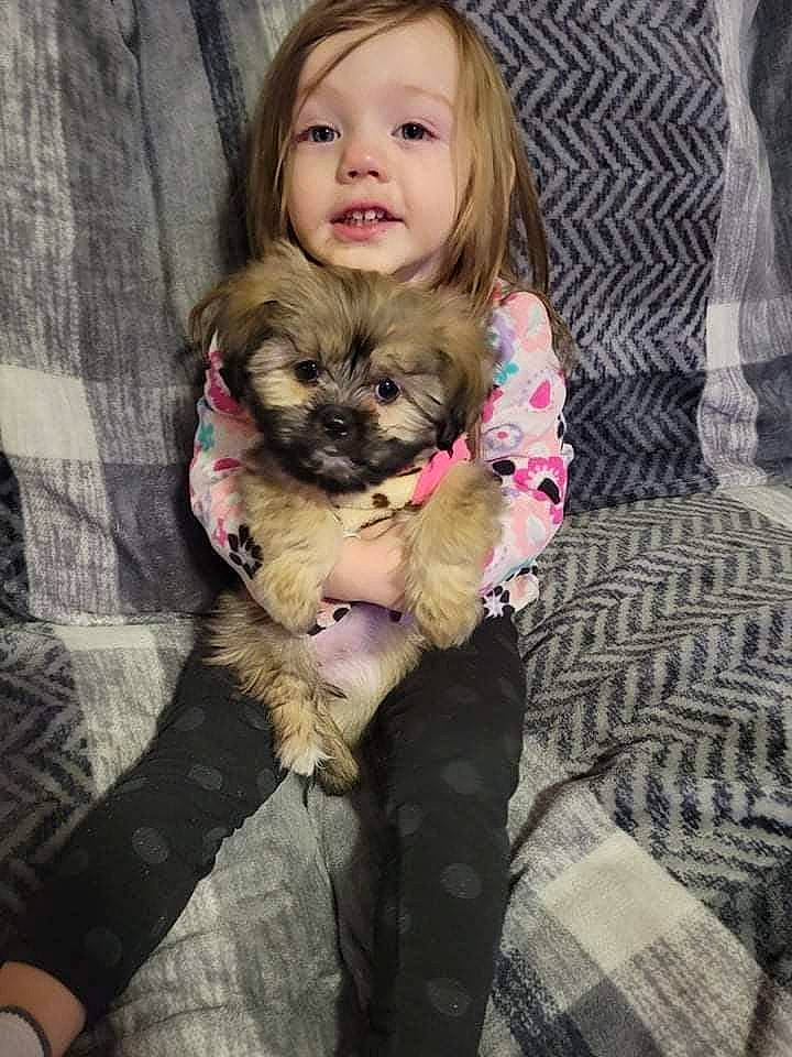 Catlynn is registered to the contest to win money with this photo: carnivore, comfort, companion_dog, dog, dog_breed, dog_clothes, dog_supply, fawn, fur, happy, mammal, pattern, person, pink, plaid, small_terrier, snout, sporting_group, tartan, toddler