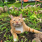 Roscoe is registered to the contest to win money with this photo: animal, cat, closeup, cute, daylight, ears, fence, garden, grass, greenery, leaf, nature, orange_tabby, outdoor, pet, plants, relaxed, rocks, soil, whiskers