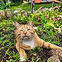 animal, cat, closeup, cute, daylight, ears, fence, garden, grass, greenery, leaf, nature, orange_tabby, outdoor, pet, plants, relaxed, rocks, soil, whiskers
