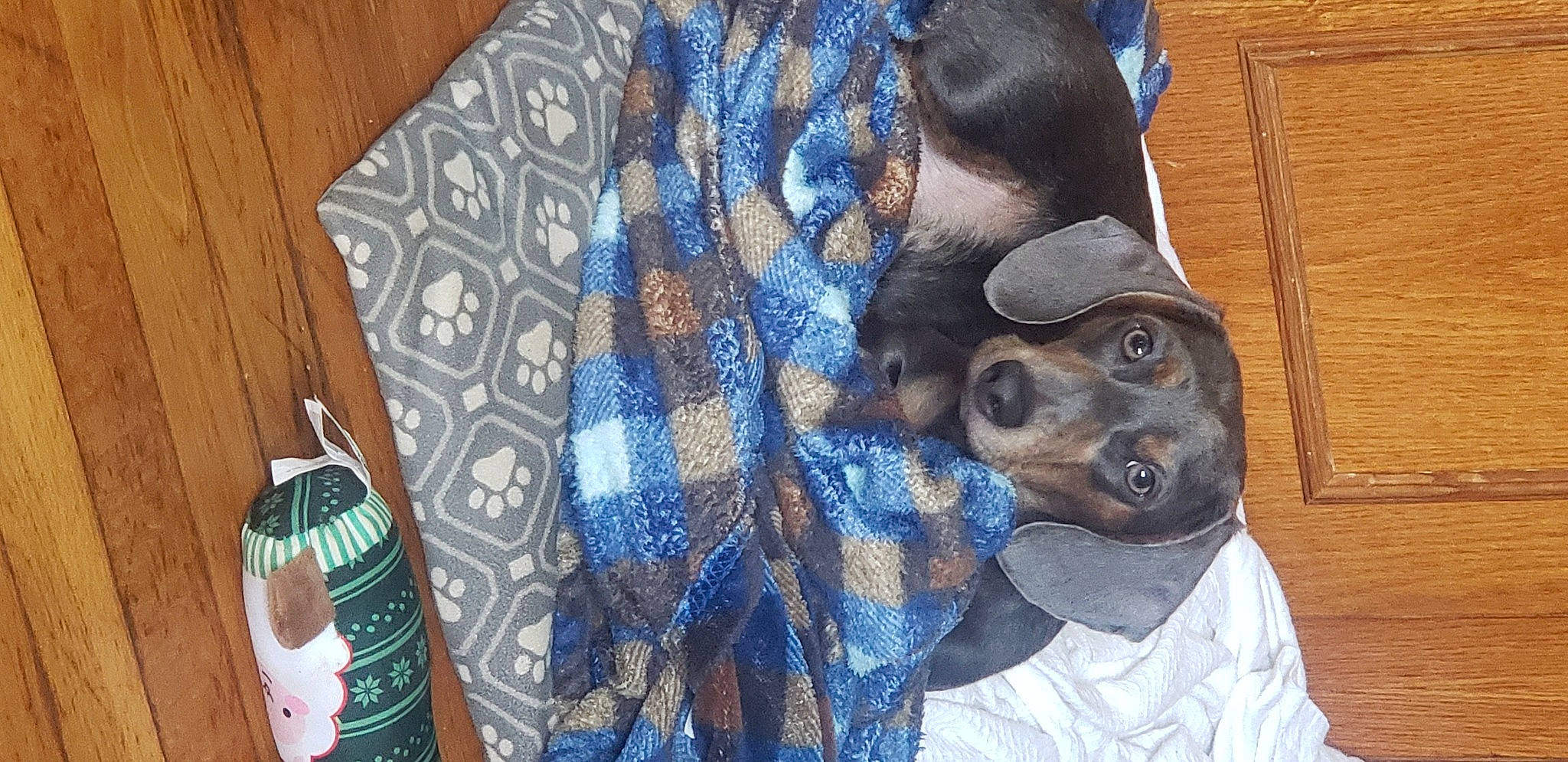 William is registered to the contest to win money with this photo: bottle, canidae, carnivore, companion_dog, dog, dog_breed, german_pinscher, hardwood, label, laminate_flooring, non_sporting_group, plaid, snout, toy_dog, varnish, whiskers, wood_flooring, wood_stain, working_animal, working_dog