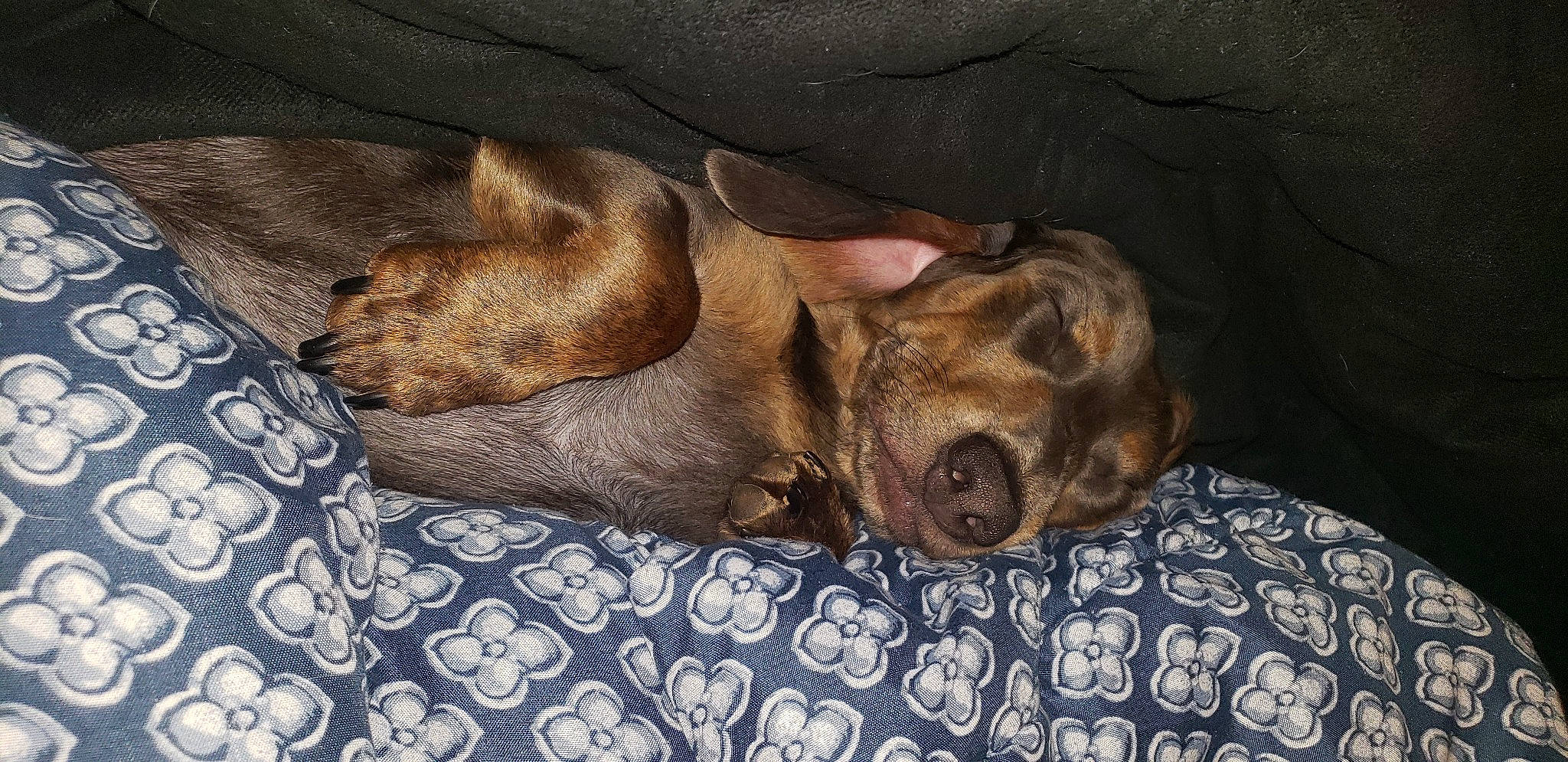 William joined the competition — help win amazing prizes! bedtime, brown, canidae, carnivore, companion_dog, dog, dog_breed, fawn, linens, liver, sleep, snout, sporting_group, working_animal, working_dog