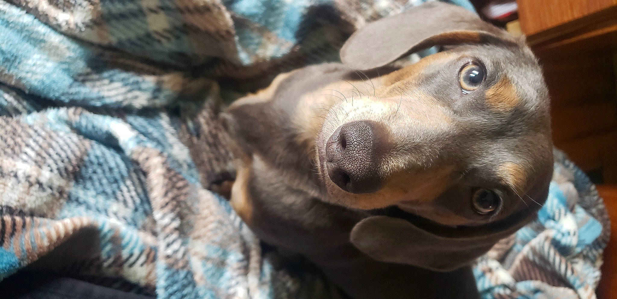 William joined the competition — help win amazing prizes! brown, canidae, carnivore, close_up, collar, companion_dog, dog, dog_breed, fawn, fur, iris, liver, snout, whiskers, working_animal, working_dog