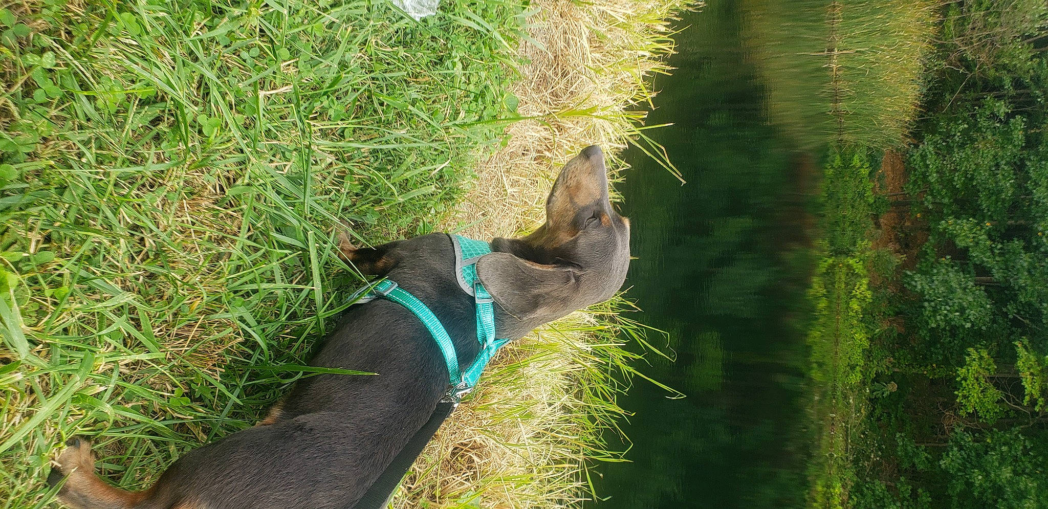 William is registered to the contest to win money with this photo: canidae, carnivore, collar, companion_dog, dog, dog_breed, dog_collar, dog_supply, grass, grass_family, guard_dog, hunting_dog, leash, mammal, pet_supply, snout, sporting_group, tail, working_animal, working_dog