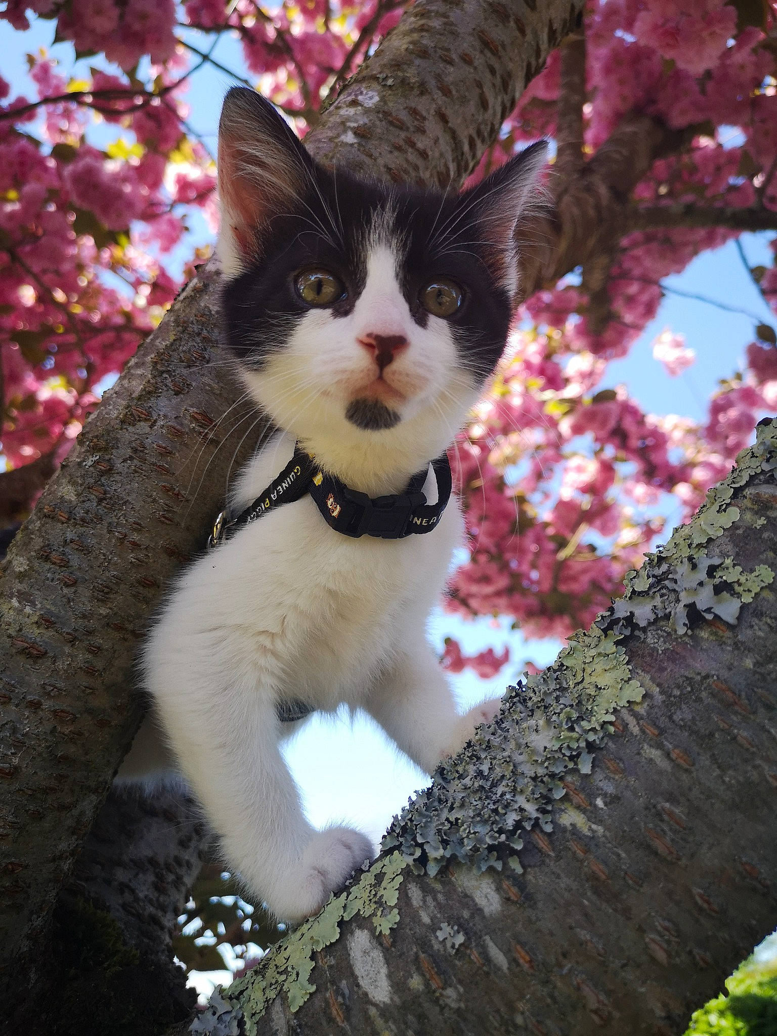 Guigui participe au concours pour gagner de l'argent avec cette photo : botany, branch, carnivore, cat, fawn, felidae, flower, leaf, nature, organism, plant, sky, small_to_medium_sized_cats, snout, tail, tree, trunk, twig, whiskers, woody_plant