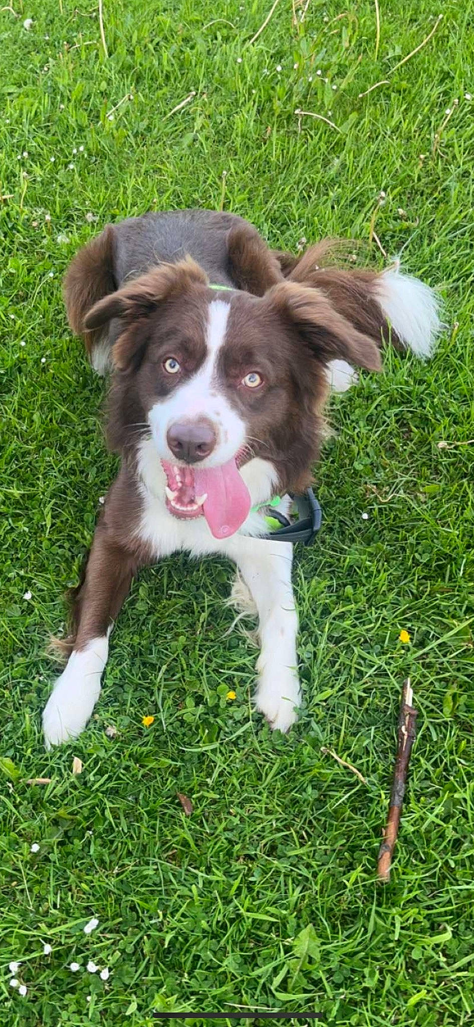 Kenai is registered to the contest to win money with this photo: border_collie, canidae, carnivore, companion_dog, dog, dog_breed, grass, groundcover, gun_dog, herding_dog, liver, plant, sporting_group, tail, terrestrial_animal, working_dog