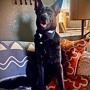 Blue joined the competition — help win amazing prizes! animal, black_dog, bow_tie, chain_collar, couch, decor, dog, ears, furniture, happy, indoor, lamp, orange_pillow, patterned_pillow, pet, shadow, sitting, tuxedo, wall, window