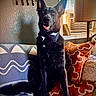animal, black_dog, bow_tie, chain_collar, couch, decor, dog, ears, furniture, happy, indoor, lamp, orange_pillow, patterned_pillow, pet, shadow, sitting, tuxedo, wall, window