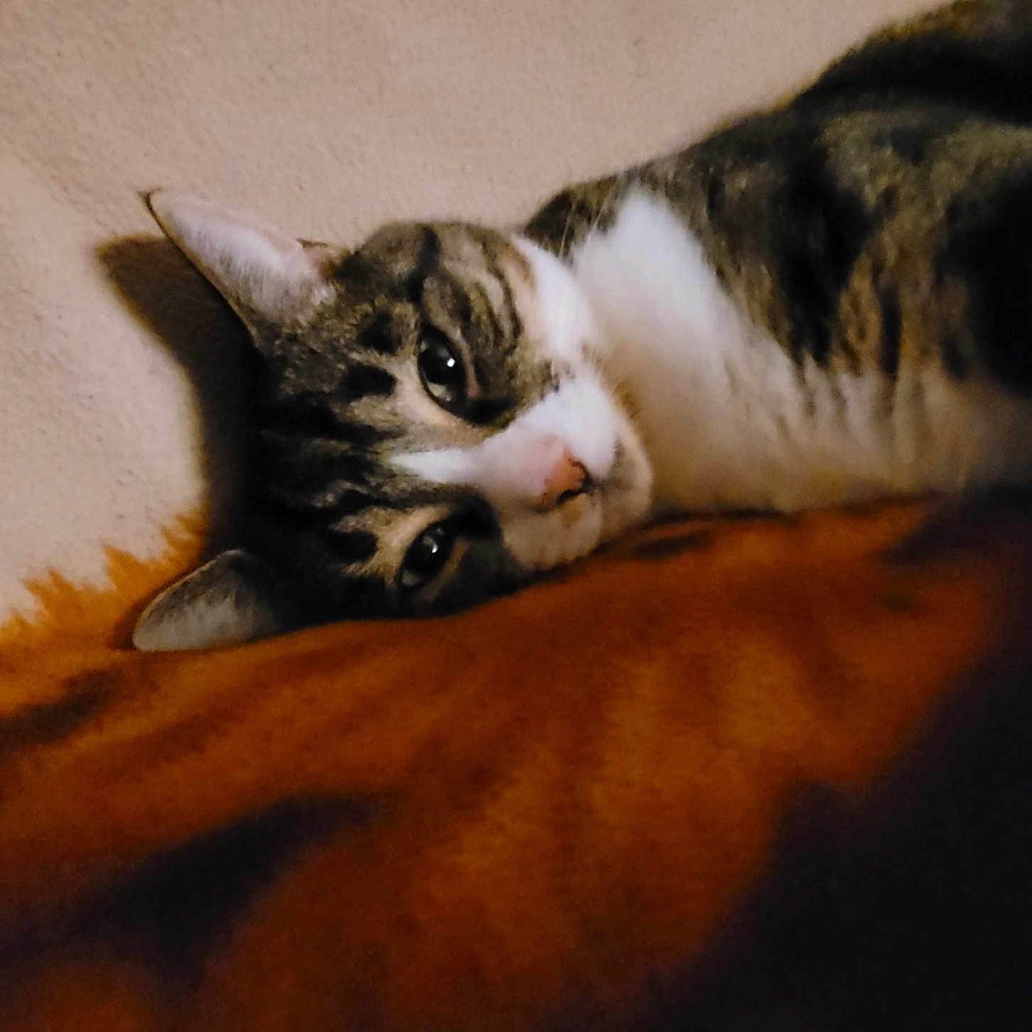 Louna