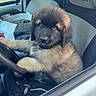 puppy, dog, vehicle, car, steering_wheel, seat, interior, fur, pet, cute, animal, young, fluffy, window, collar, curious, brown, black, indoor, driver_seat