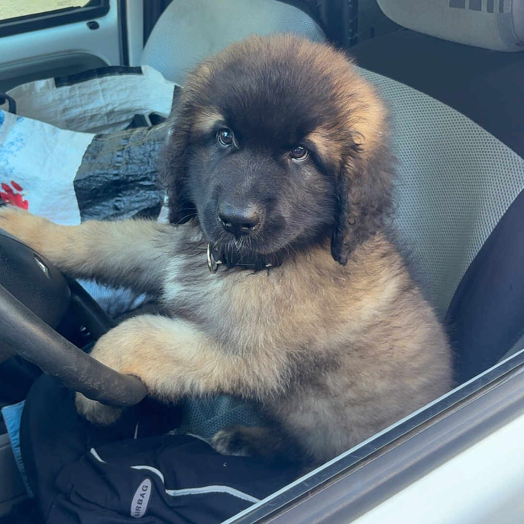 Baloo participe au concours pour gagner de l'argent avec cette photo : puppy, dog, vehicle, car, steering_wheel, seat, interior, fur, pet, cute, animal, young, fluffy, window, collar, curious, brown, black, indoor, driver_seat