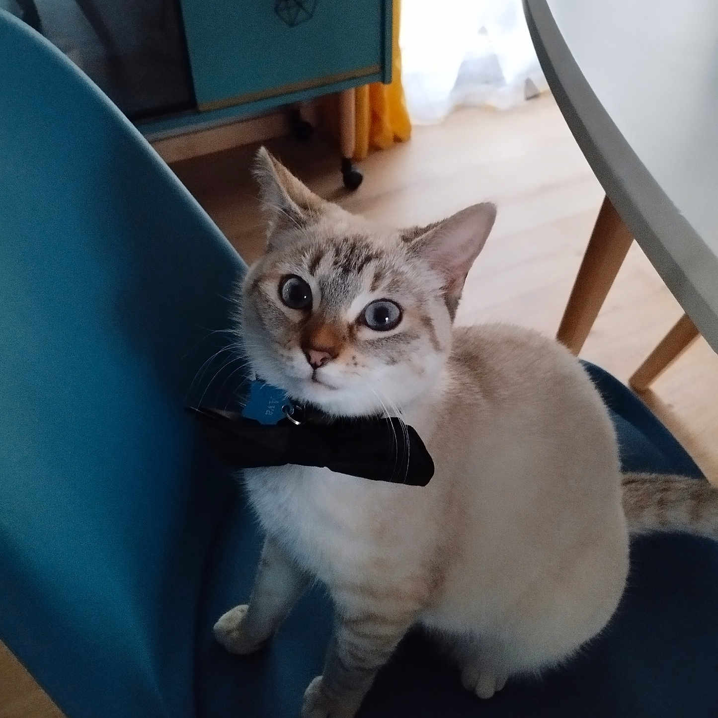 Ava a rejoint le concours — aidez-le/la à gagner de superbes lots ! abyssinian, accessories, animal, architecture, armchair, building, cat, chair, couch, diningtable, furniture, hardwood, kitten, manx, pet, plywood, siamese, strap, table, wood