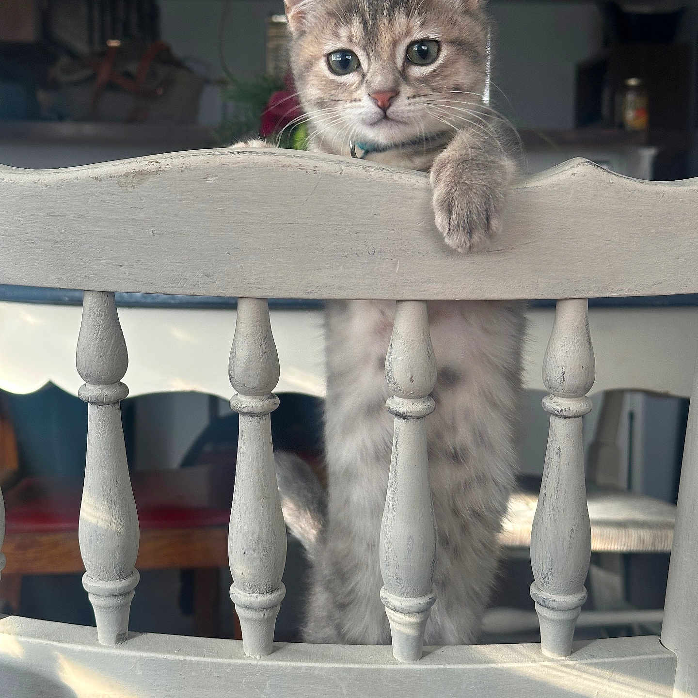 Minnow joined the competition — help win amazing prizes! kitten, cat, chair, paw, curious, indoor, wood, furniture, pet, animal, cute, young, tabby, whiskers, ears, playful, domestic, light, shadow, background