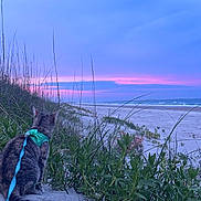 Minnow is registered to the contest to win money with this photo: cat, beach, sunset, ocean, sand, plants, harness, leash, sky, waves, dunes, nature, outdoors, animal, pet, twilight, scenic, serene, greenery, curious
