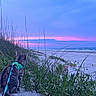 cat, beach, sunset, ocean, sand, plants, harness, leash, sky, waves, dunes, nature, outdoors, animal, pet, twilight, scenic, serene, greenery, curious