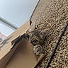 Minnow joined the competition — help win amazing prizes! cat, paper_bag, carpet, curious, paws, ears, indoor, pet, animal, playful, hiding, close_up, brown, striped, cute, domestic, feline, whiskers, claws, eyes